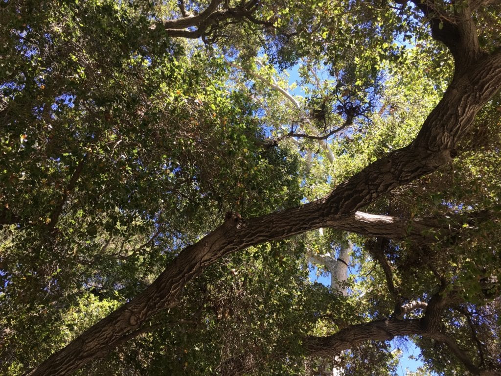 trees - Free Yoga in the Santa Monica Mountains