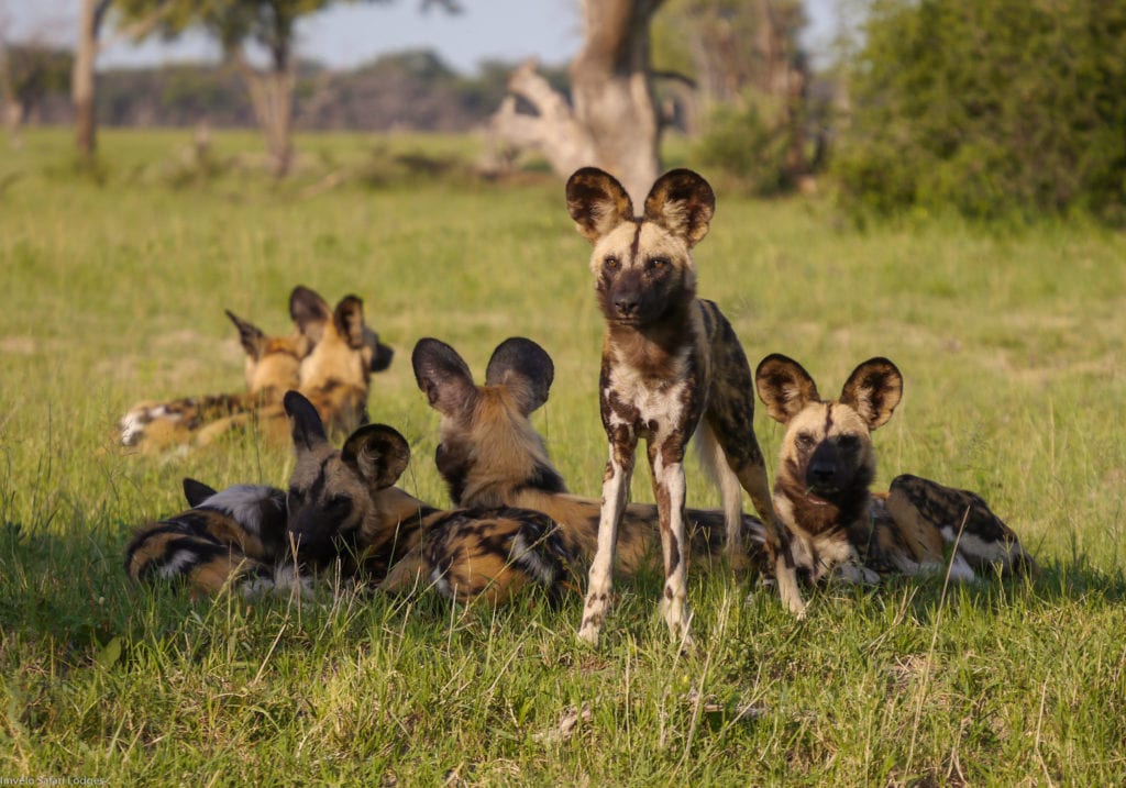 Hyenas - Volunteer Family Vacations Every Member Will Love