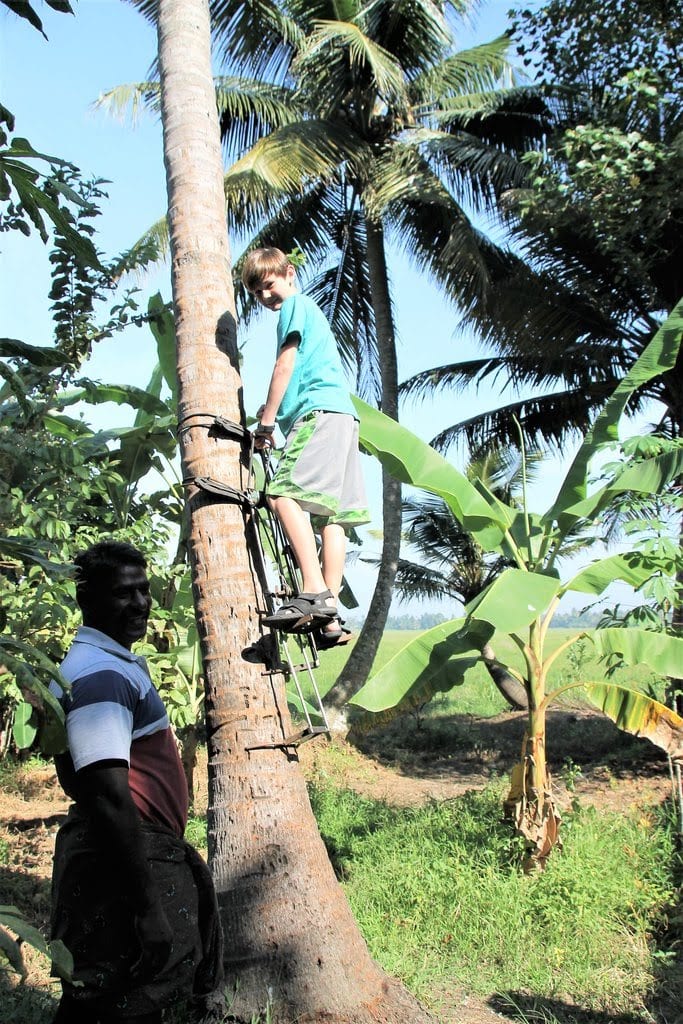 Boy climbing a coconut tree in kerala south india - volunteer family tourism in India - A Magical Family Adventure in India