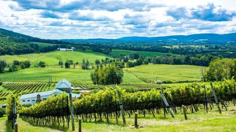 wine vineyard - Wine Tasting - Discovering Uncharted Vineyards