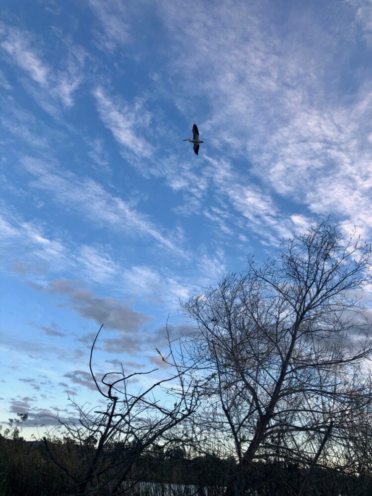 San Joaquin Marsh and Wildlife Sanctuary - best things to do in Irvine with kids