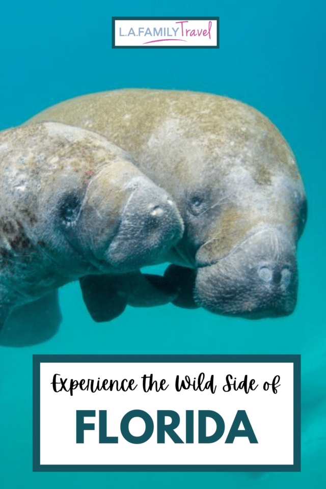 Here are the best places to see wildlife in Florida with your kids or your friends. It's a great itinerary for a couple's trip or a girl's getaway. See ocean life and animals roaming in their natural habitat.