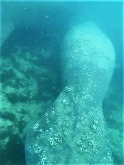 Seeing animals in Florida