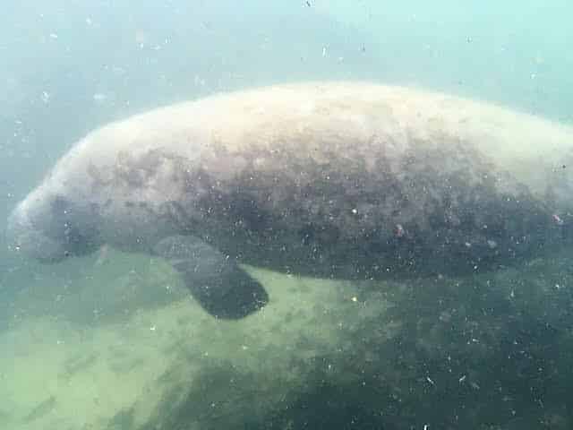 Seeing animals in Florida