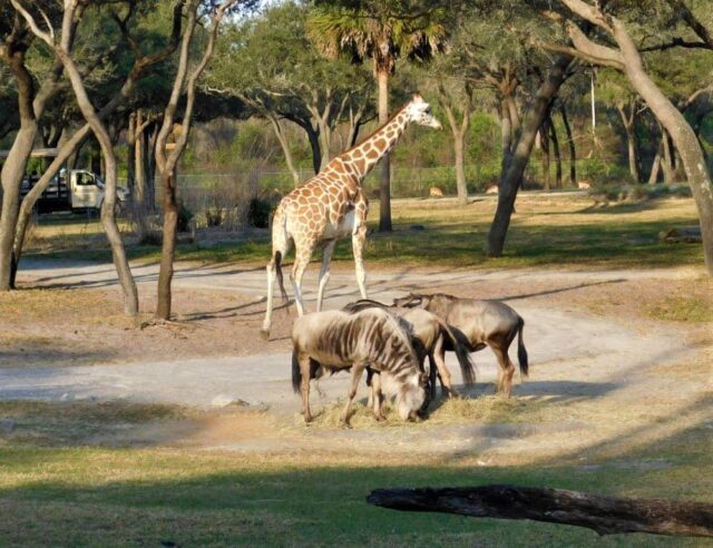 Seeing animals in Florida