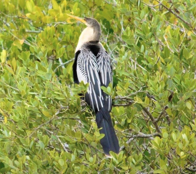 Seeing animals in Florida