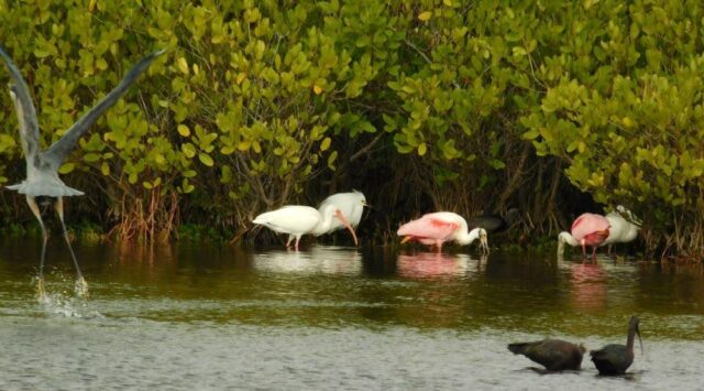 Seeing animals in Florida