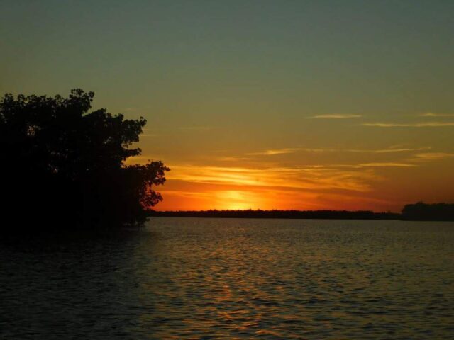 Seeing animals in Florida