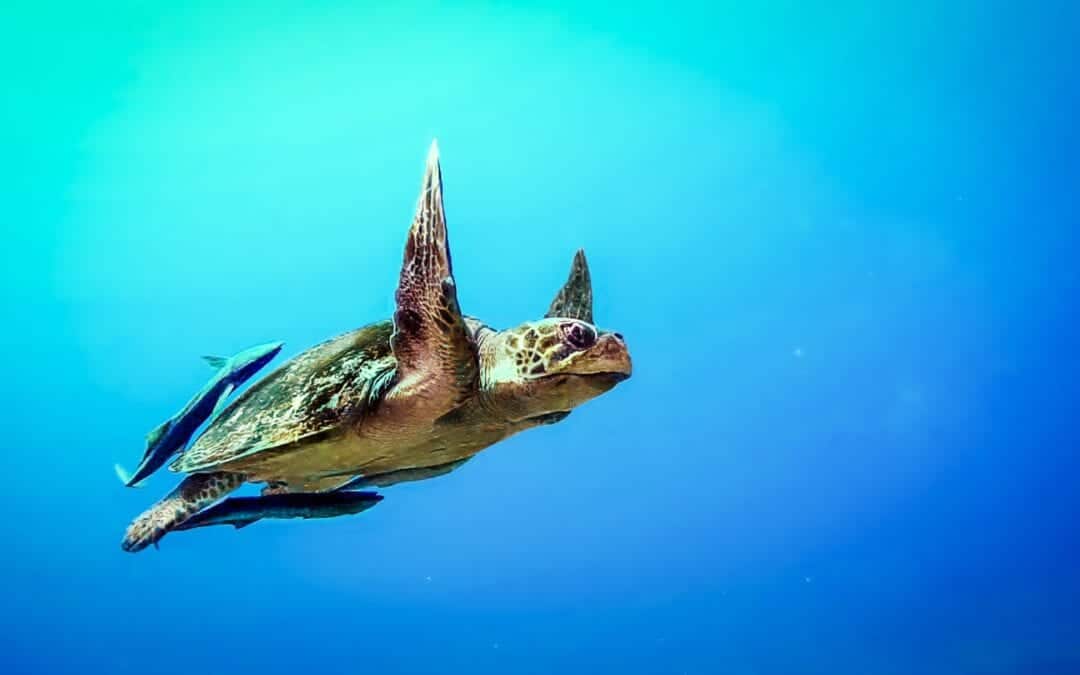 Must Know Kauai Activities For Families