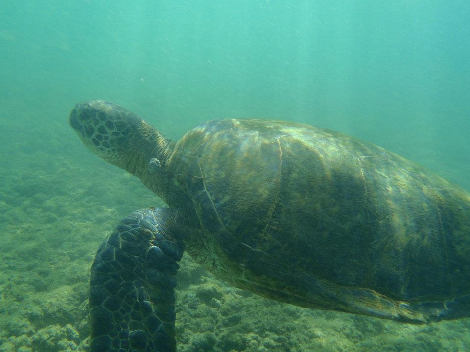 Sea Turtle - Escape to Kauai With Family