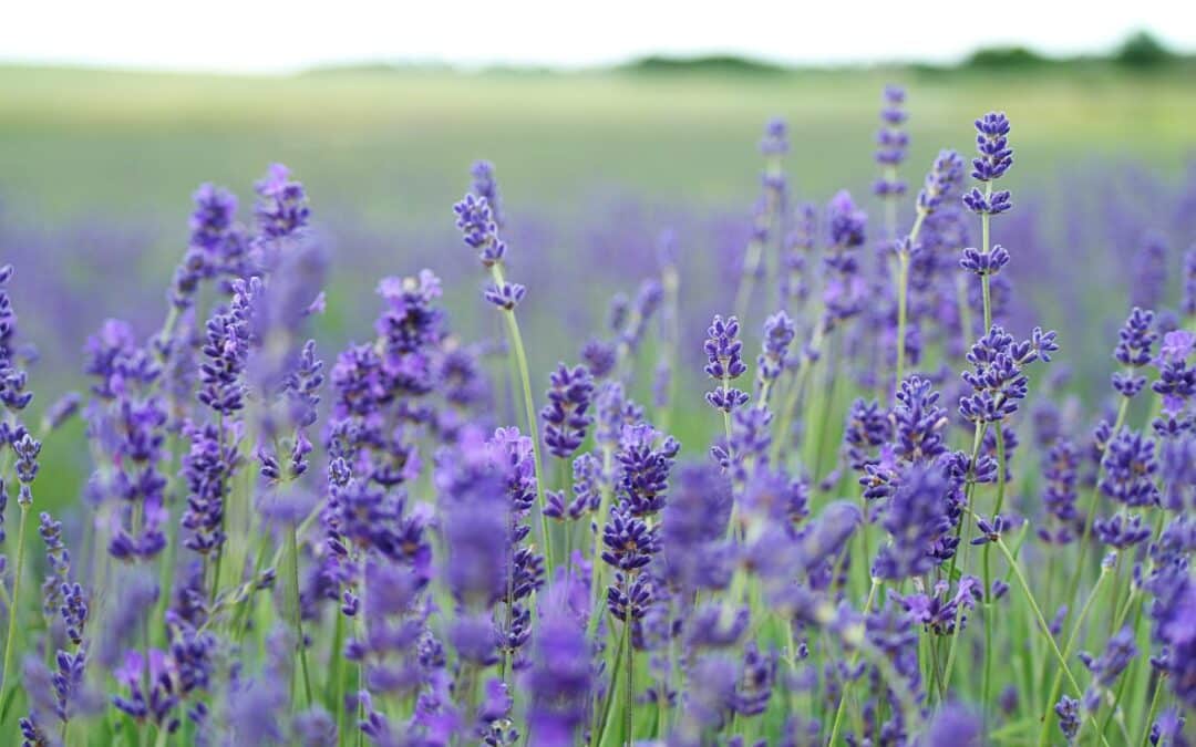 How To Stay Healthy Traveling With Kids