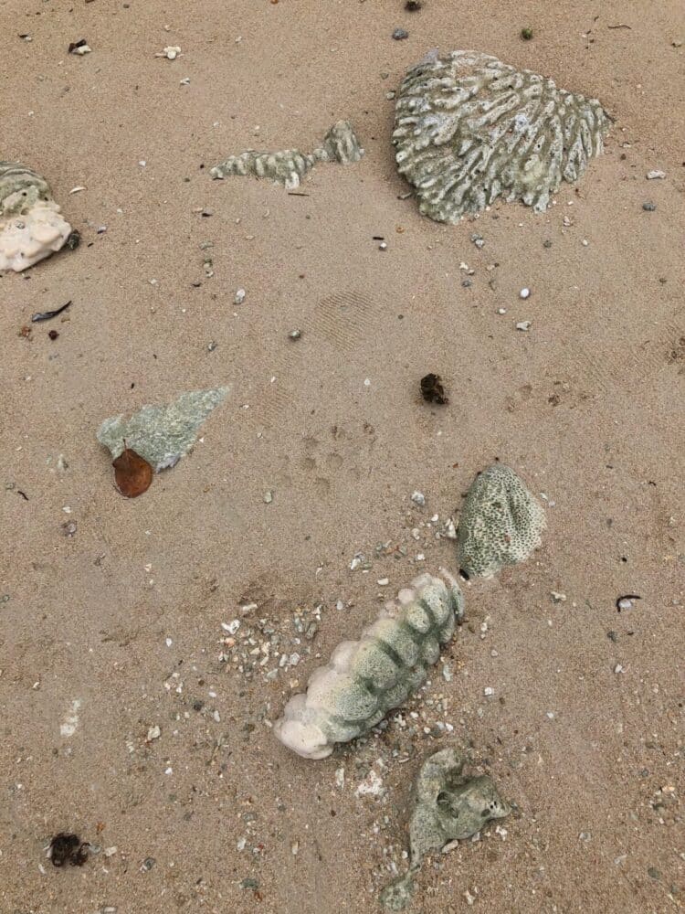 Mentawai Surf Resort, shells sticking out from sand - Surfing Indonesia - The Best Family Surf Trip