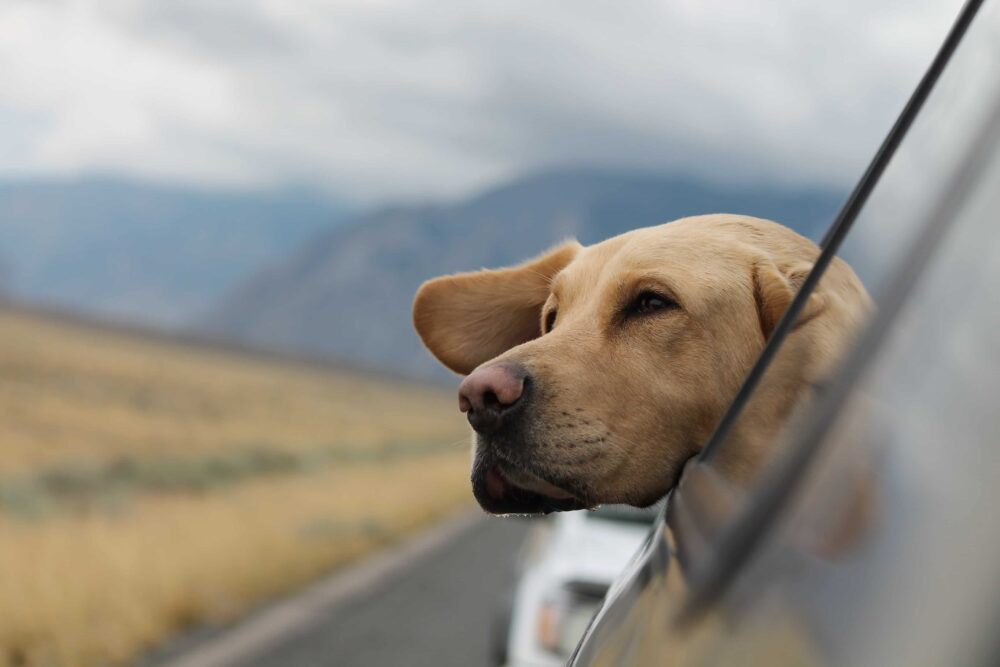 dog in car - 5 Can't Miss Tips for Traveling With Your Kids During COVID