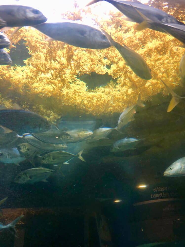 things to do with kids in bermuda