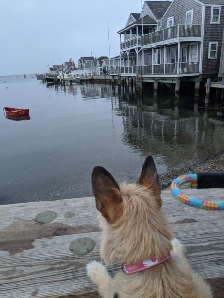 dog watching the water at Nantucket harbor