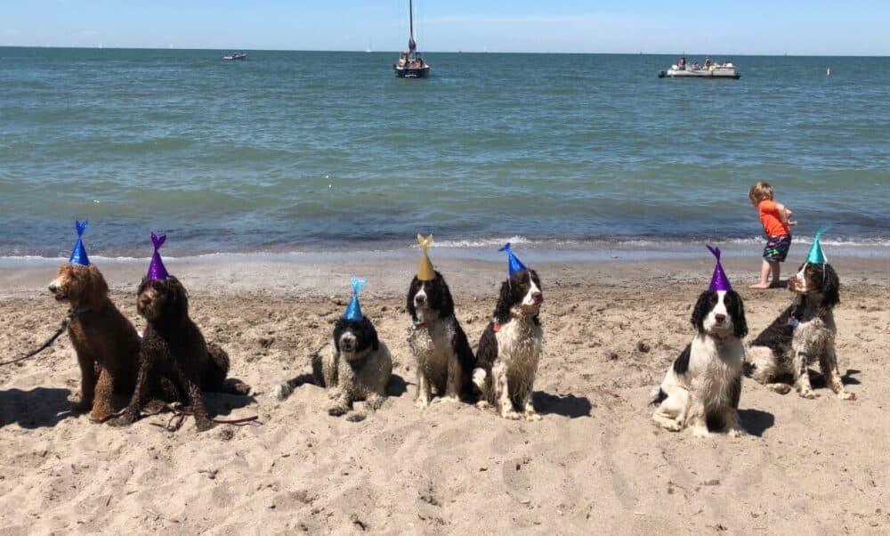 Dogs, Beach, Birthday - Best Lake Erie Beaches for families
