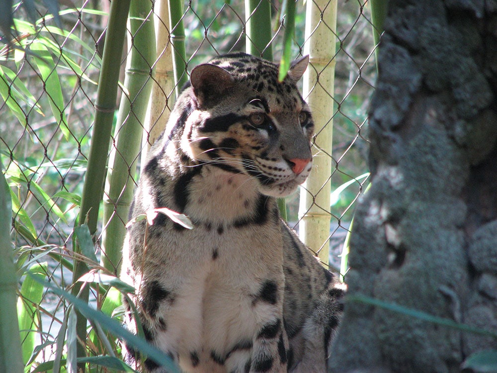 leopard in habitat - the best things to do in Nashville with kids