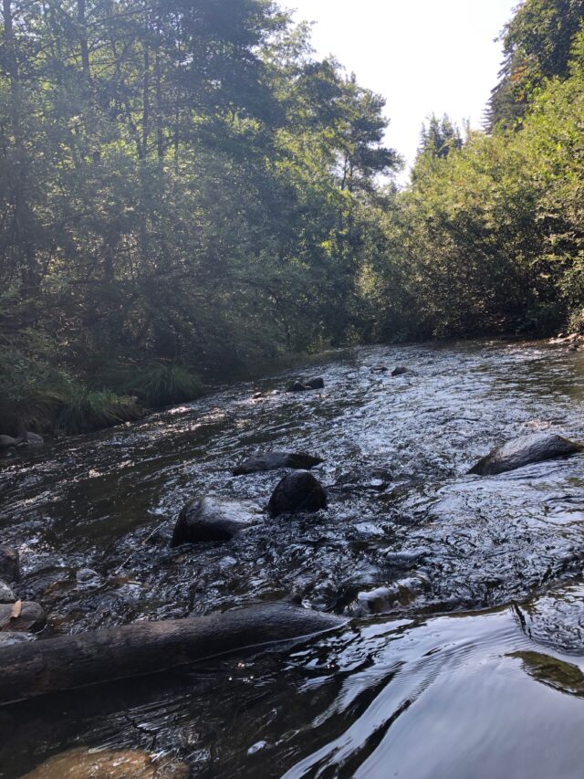 Santa Cruz Redwoods RV Resort