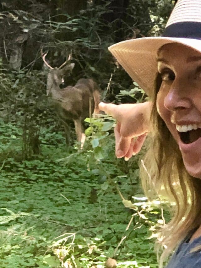 Henry Cowell Redwoods State Park