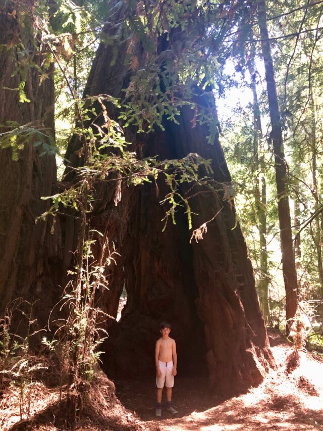 Santa Cruz Redwoods RV Resort