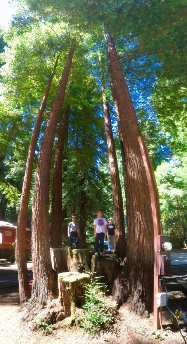 Santa Cruz Redwoods RV Resort: Things to do for families