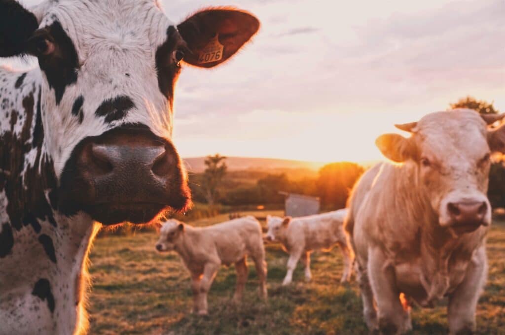 cows - How to Plan a Safe Labor Day Weekend with a Toddler