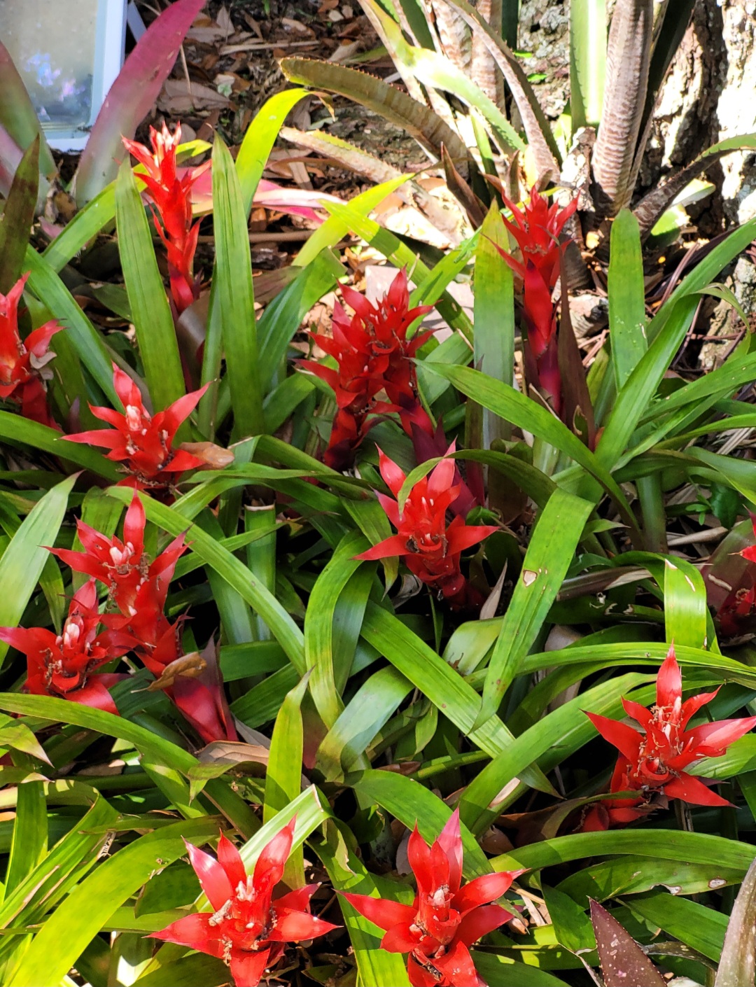 Flowers in a botanical garden. Things to do in Cleveland, OH with kids. 