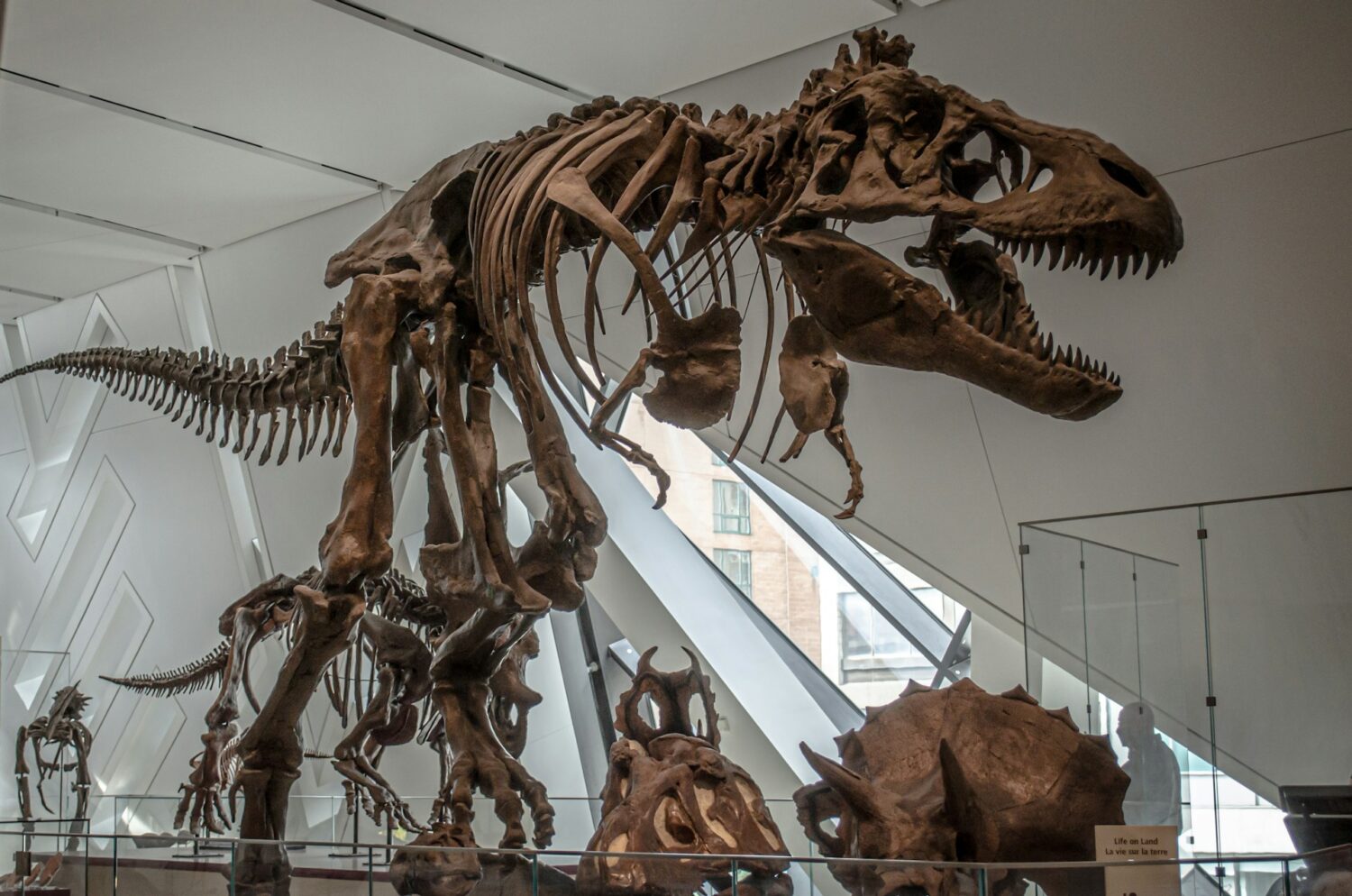 Dinosaur skeletons at museums. Things to do in Cleveland, OH with kids.