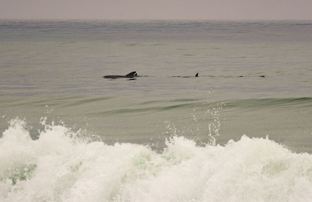 Dolphin watching - Four Spots on the Gulf Coast for A Low-Key Family Vacation