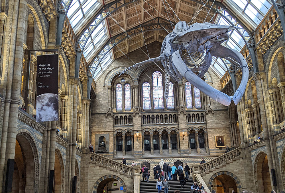 Blue Whale Skeleton - Things To Do With Kids In London Without Going Nuts