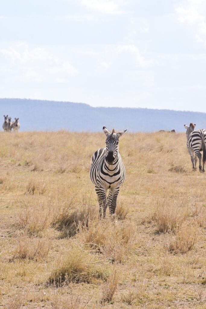 zebra in the Serengeti - 7 Can't Miss Tips For Your Family African Safari