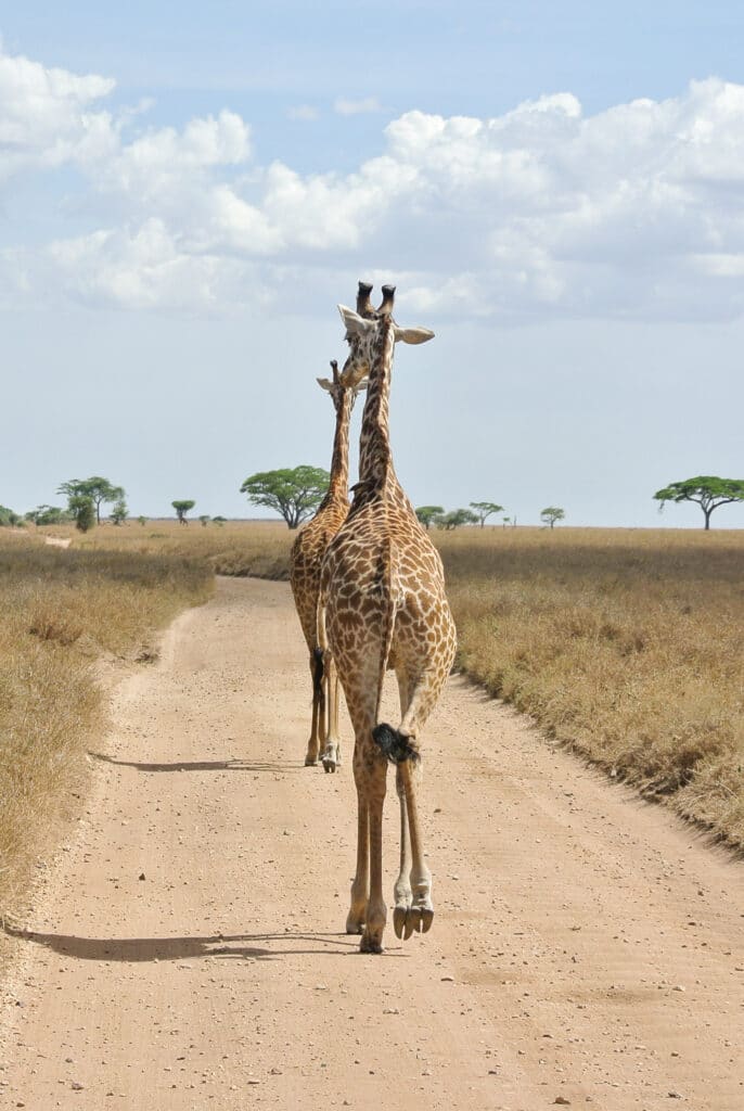 giraffes in the serengeti - 7 Can't Miss Tips For Your Family African Safari