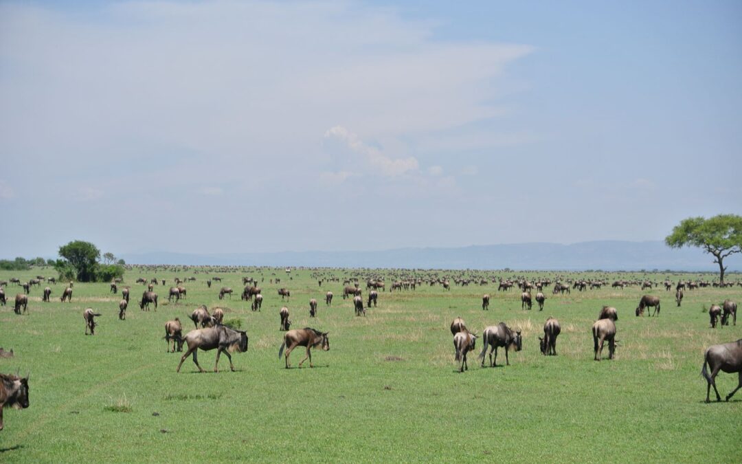 7 Can’t Miss Tips For Your African Safari With Family