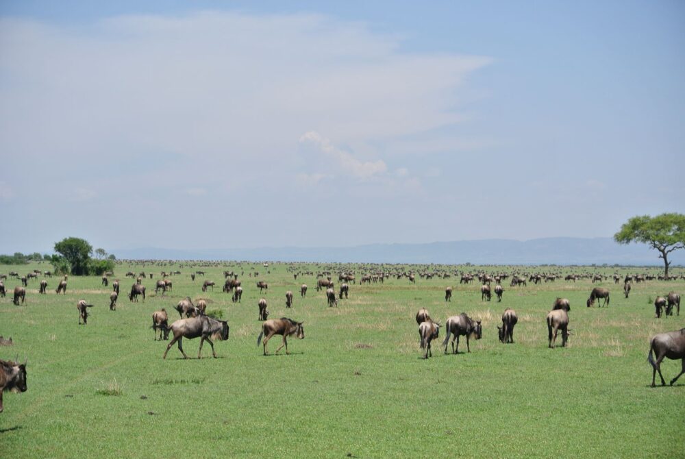 wildebeest on the serengeti