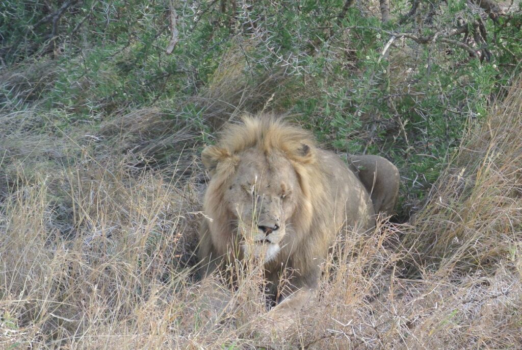 sleeping lion in the serengeti - 7 Can't Miss Tips For Your Family African Safari