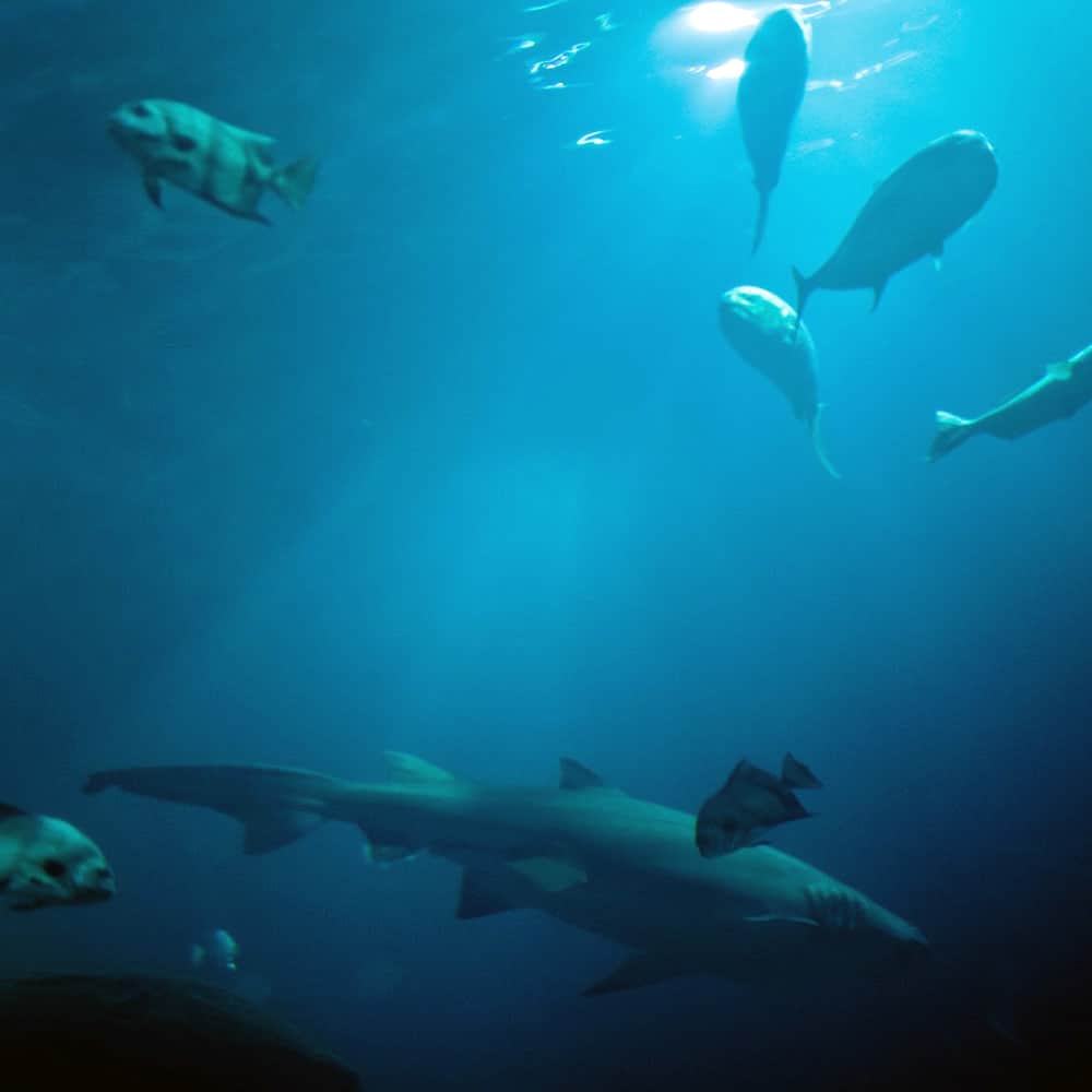 fish in water - things to do with kids in chattanooga