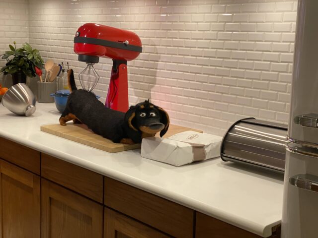 Buddy the dachshund gets a kitchen counter massage courtesy of a stand mixer - Photo by 