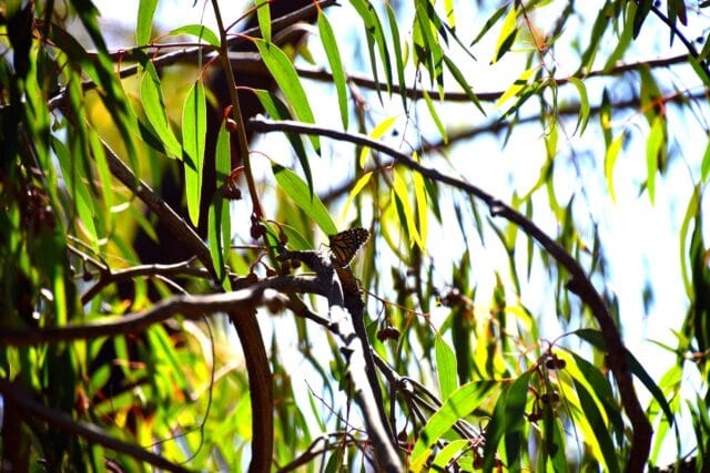 camping with kids at el capitan - butterfly migration