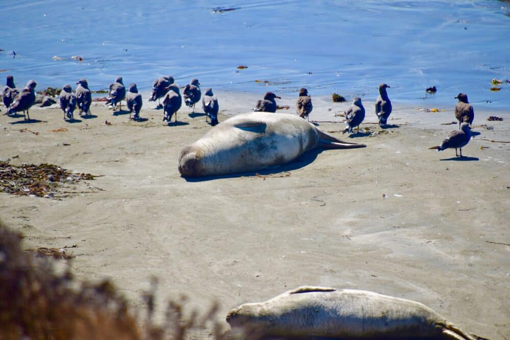 camping with kids at el capitan - elephant seals