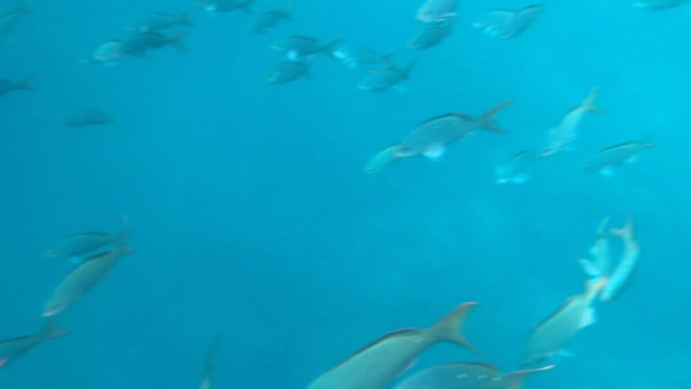 fish underwater - things to do in Cabo San Lucas with kids