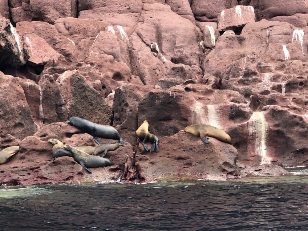 sea lions on island - things to do in cabo san lucas with kids