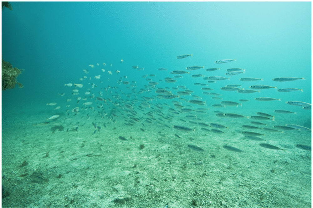 A school of fish swims by under a deeper part of the ocean. 7 Best Things to do on Catalina Island with Kids