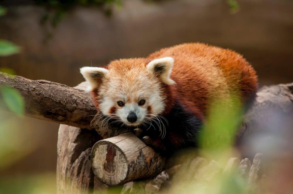 A red panda lays atop a log. Sacramento Zoo--Things to do with kids in Sacramento