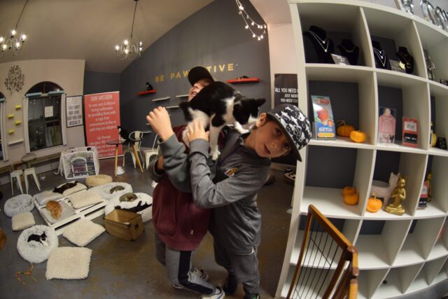 cats everywhere - The beautiful coastal city of Santa Barbara has lots of fun adult activities but there is a lot of fun to be had in Santa Barbara with kids!