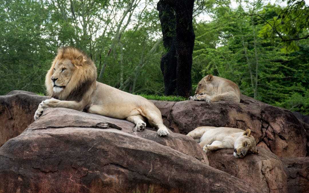 8 Can’t Miss US Zoos for Family Visits