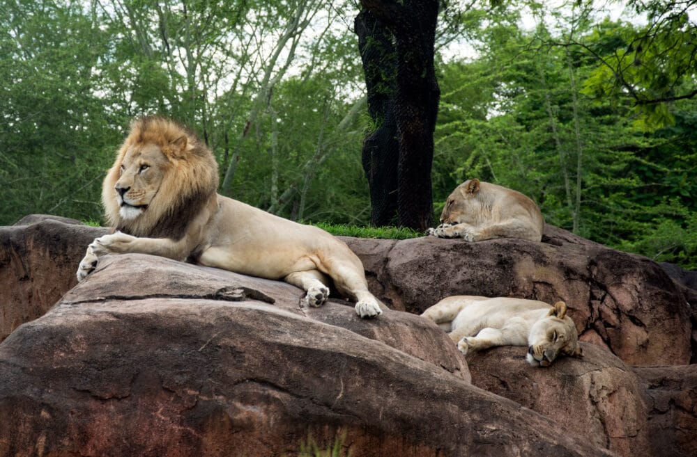 Lions in Disney's Animal Kingdom, one of the top U.S. Zoos for families to visit