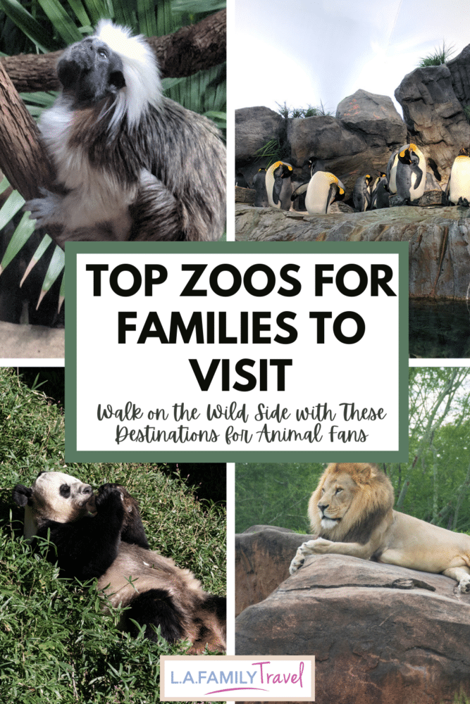 Top Zoos for For Families to Visit: Walk on the Wild Side with These Destinations for Animal Fans. Best U.S. Zoos.