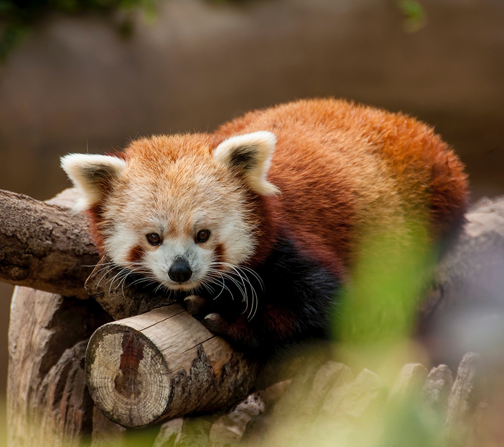 A red panda at the San Diego Zoo, one of the best zoos in the world. 