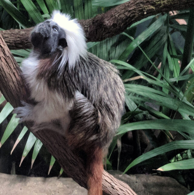 A cotton-top tamarin sits in a tree at the Nashville Zoo, one of the best zoos for families to visit.
