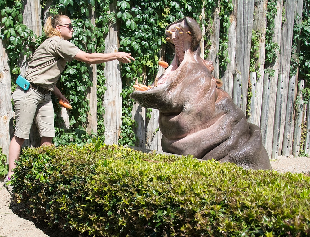 A hippo being fed at the Fort Worth Zoo. A zoo visit is a great stop on a family vacation. 